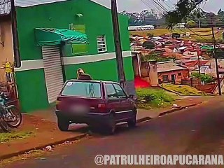PM flagra cachorro 'folgado' durante patrulhamento; veja