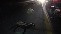 Kayseri'de sürüye dalan otomobilin sürücüsü yaralandı, 13 koyun telef oldu