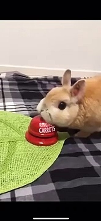 A Carrot Bell For Bunny