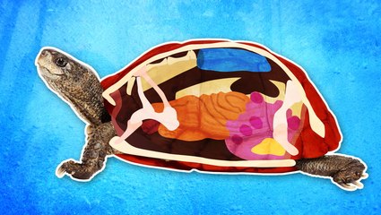 Here's what you'll find inside a turtle's shell