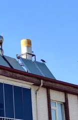 Elazığ'da 'Allah' diye bağıran karga görenleri hayretler içinde bıraktı