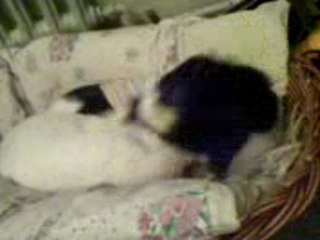 Un jour un chat et un lapin