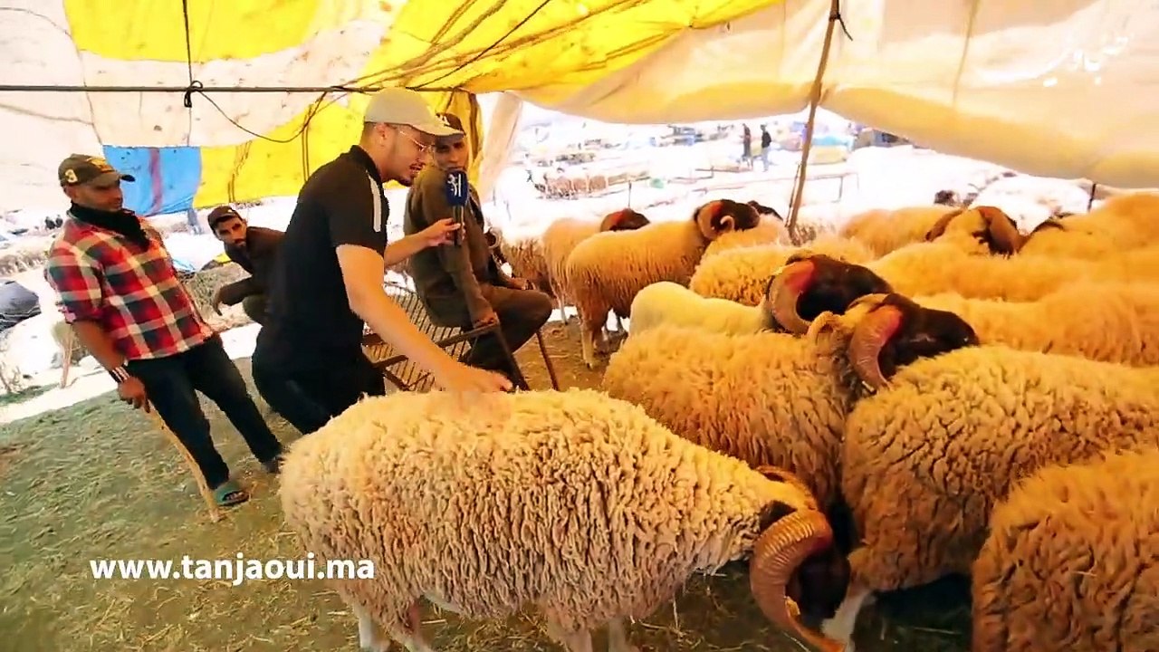 ثمنه يفوق مليون سنتيم .. تعرف على اغلى واكبر حولي في طنجة لسنة 2021