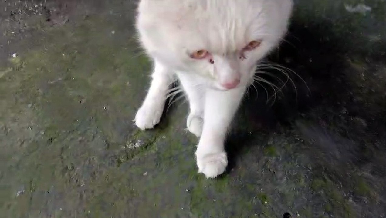 Expression of cute cat