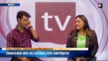 conocemos más de los grillitos sinfónicos