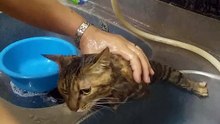 Cat that doesn't like bathing