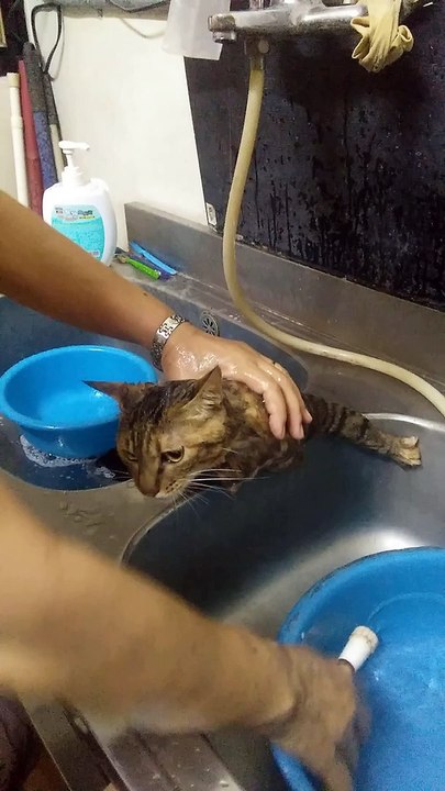 Cat that doesn't like bathing
