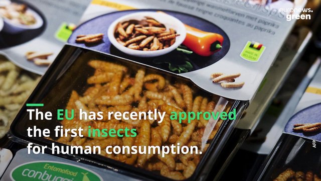 Cricket chips, bug burgers and beetle beer: What is the future of edible insects?