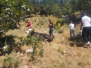 Kaçan kurbanlık dana kovalamaca sonrası yakalandı