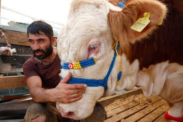 YETİŞTİRİCİSİ İLE UYUYAN BOĞA 'KRAL' SATILDI