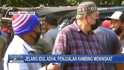 Meski Harga Hewan Qurban Meningkat, Jelang Idul Adha Penjualan Kambing Meningkat Drastis!