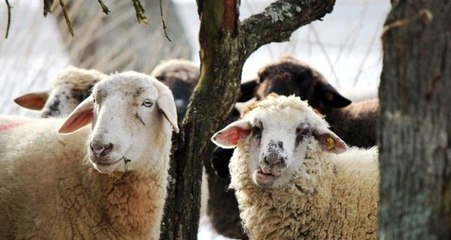 "Hem sağlık hem lezzet için ilk gün kurban eti bekletilmeli"