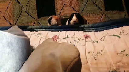 CAVIA PORCELLUS PARSLEY 20200821_030138