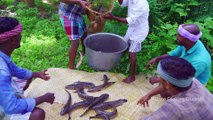 SNAKEHEAD MURREL FISH  Viral Meen  River Fish Fry Cooking  In Village