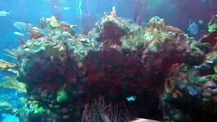 Stock Footage 2020 Large Ocean Aquarium