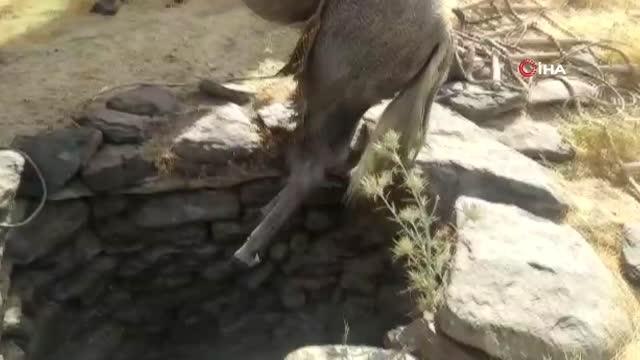 Son Dakika | Su kuyusuna düşen atı itfaiye ekipleri kurtardı