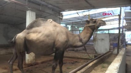 KURBANLIK DEVELER 25 BİN LİRAYA KADAR ALICI BULDU