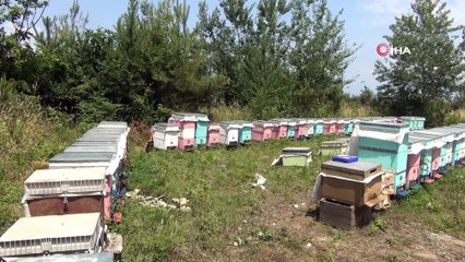 Kestane balı hasadı başlandı