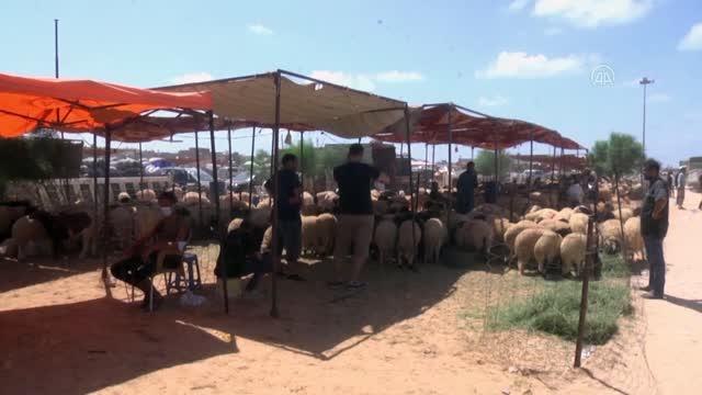 Libya'da ekonomik sıkıntılar kurbanlık piyasasını da etkiliyor