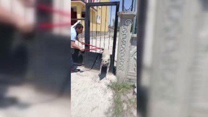 Demir kapının parmaklıklarında sıkışan köpek kurtarıldı