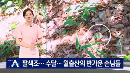 “팔색조·수달이 있네”…월출산에 나타난 반가운 손님들