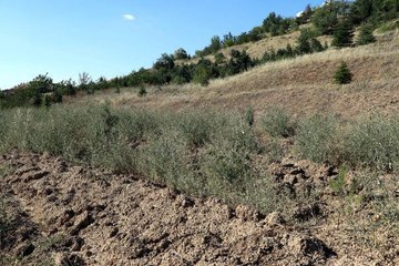 67 ilde 'Mercan Hatıra Ormanı' oluşturuldu