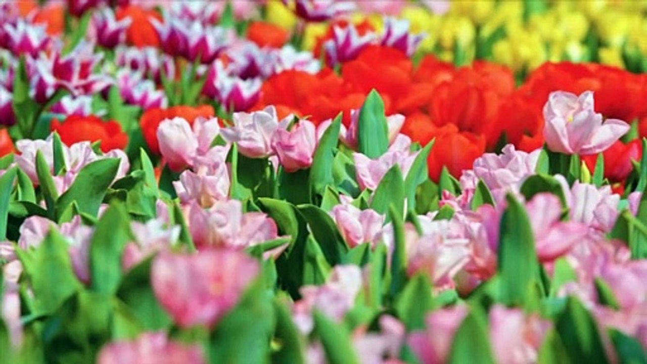 Special Flowers Collection