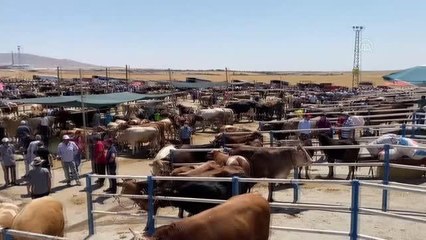 Kurbanlık satışlarının iyi olması besicileri sevindiriyor