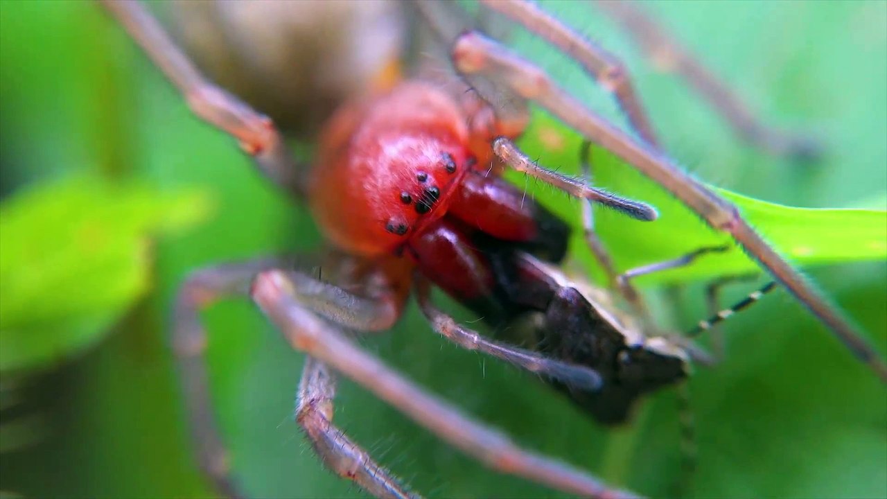 Amazing Spiders