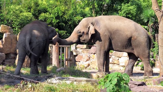 Amazing Animals Collection Relaxing Music, Beautiful Wildlife, Nature Sounds 2