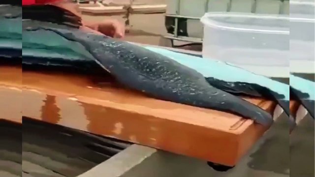 Dünyanın en nadir balıklarından biri olan Lingcod turkuaz rengiyle hayran bıraktı!