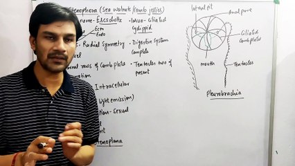 Animal Kingdom Part-7 Phylum Ctenophora