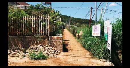 Khám phá vườn hoa Lavender siêu đẹp tại Đà Lạt