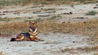 Can you  Spot difference between Dog Jackal Fox and Wolf