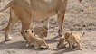 UNBELIEVABLE!!!CUTE LION CUBS!!! Six cute lion cubs roaming...