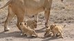 UNBELIEVABLE!!!CUTE LION CUBS!!! Six cute lion cubs roaming...