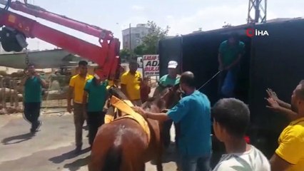 Yol ortasındaki yaralı at başarılı operasyonla kurtarıldı