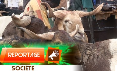 TABASKI 2021 : Les raisons de la flambée des prix du bétail