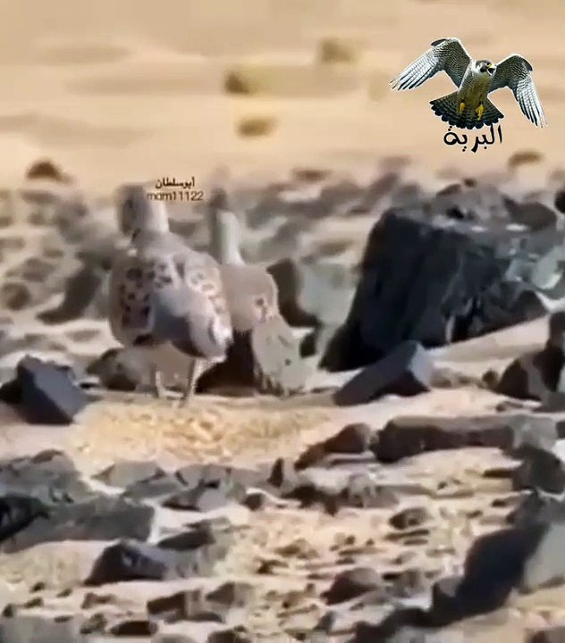 طائر القمري