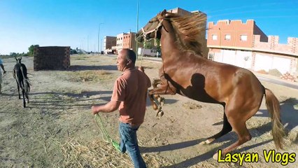 مشيت عند حميد طيكطوك لسيدي سليمان شبكناها  البرگي سليماني فاجئني بالنخوة ديالو ‍♂️