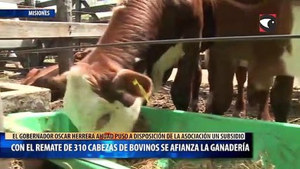Con el remate de 310 cabezas de bovinos se afianza la ganadería en General San Martín