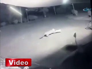Leoparın sokak ortasında köpek avı