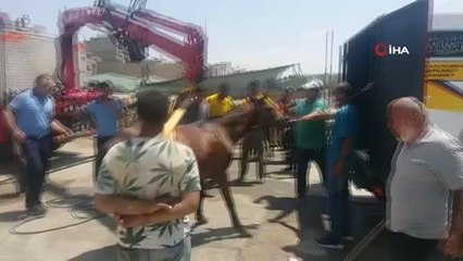 Son dakika... Yol ortasındaki yaralı at başarılı operasyonla kurtarıldı