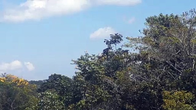 Airbus A330 PR-AIW na aproximação final antes de pousar em Manaus vindo de Campinas