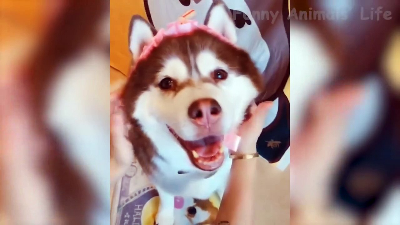 TRY NOT TO LAUGH | MEME EDITION V 4