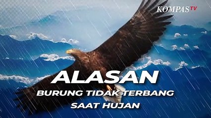 Mengapa Burung Tidak Terlihat Terbang saat Hujan? Ini Alasannya