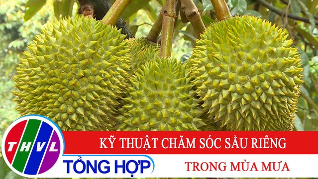 Nông nghiệp xanh - Kỳ 29: Kỹ thuật chăm sóc sầu riêng trong mùa mưa