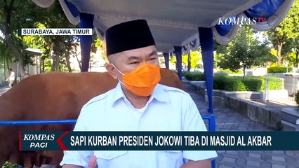 Sapi Qurban Presiden Jokowi Tiba di Masjid Nasional Al Akbar Surabaya