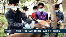 Pemeriksaan Hewan Kurban Jelang Idul Adha, 200 Ekor Sapi Ditemukan Tidak Layak Kurban