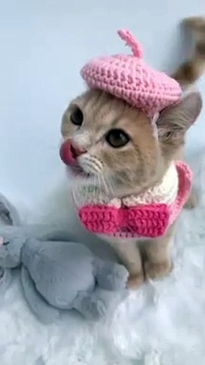 Smart So Cute Cat WhatsApp Status Video || Cat video || Beautiful cat Status